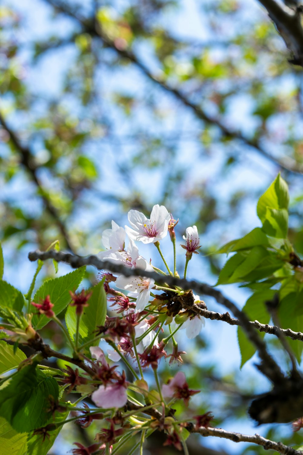 a branch with white flowers and green leaves