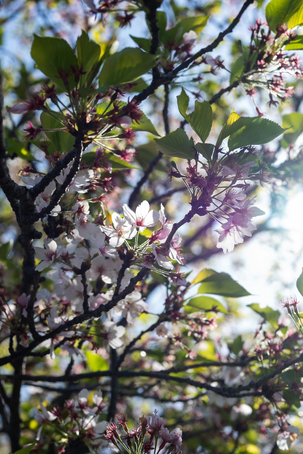 the sun shines through the branches of a flowering tree