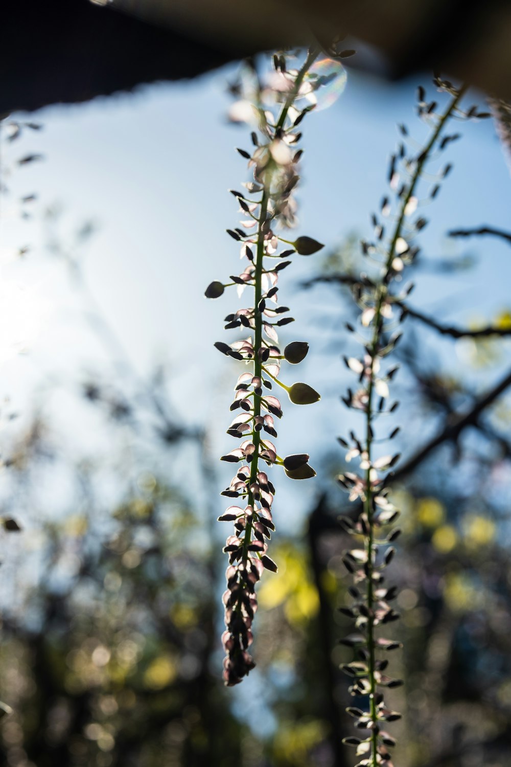 a close up of a plant with lots of leaves