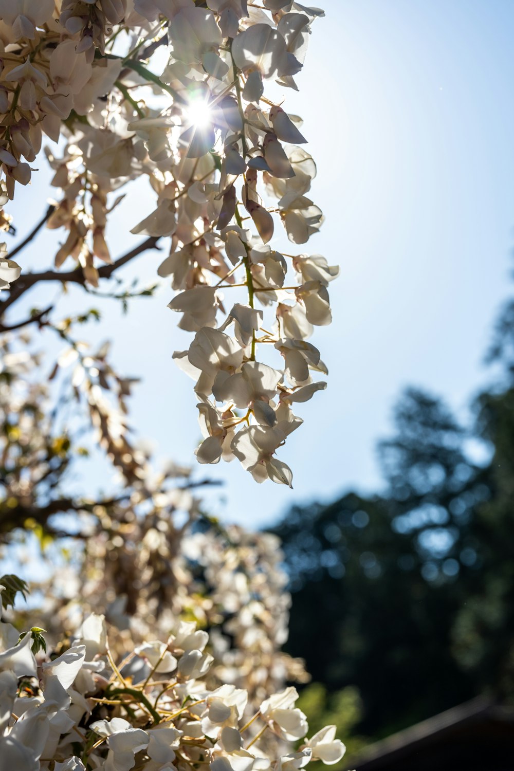 the sun shines through the branches of a flowering tree