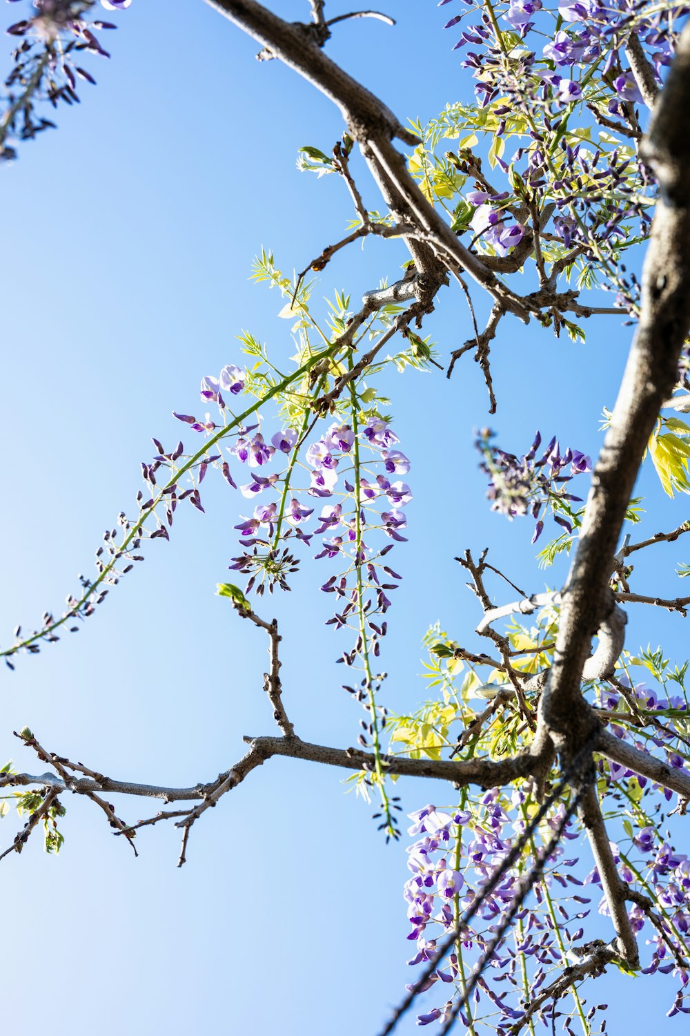 a tree branch with purple flowers and green leaves