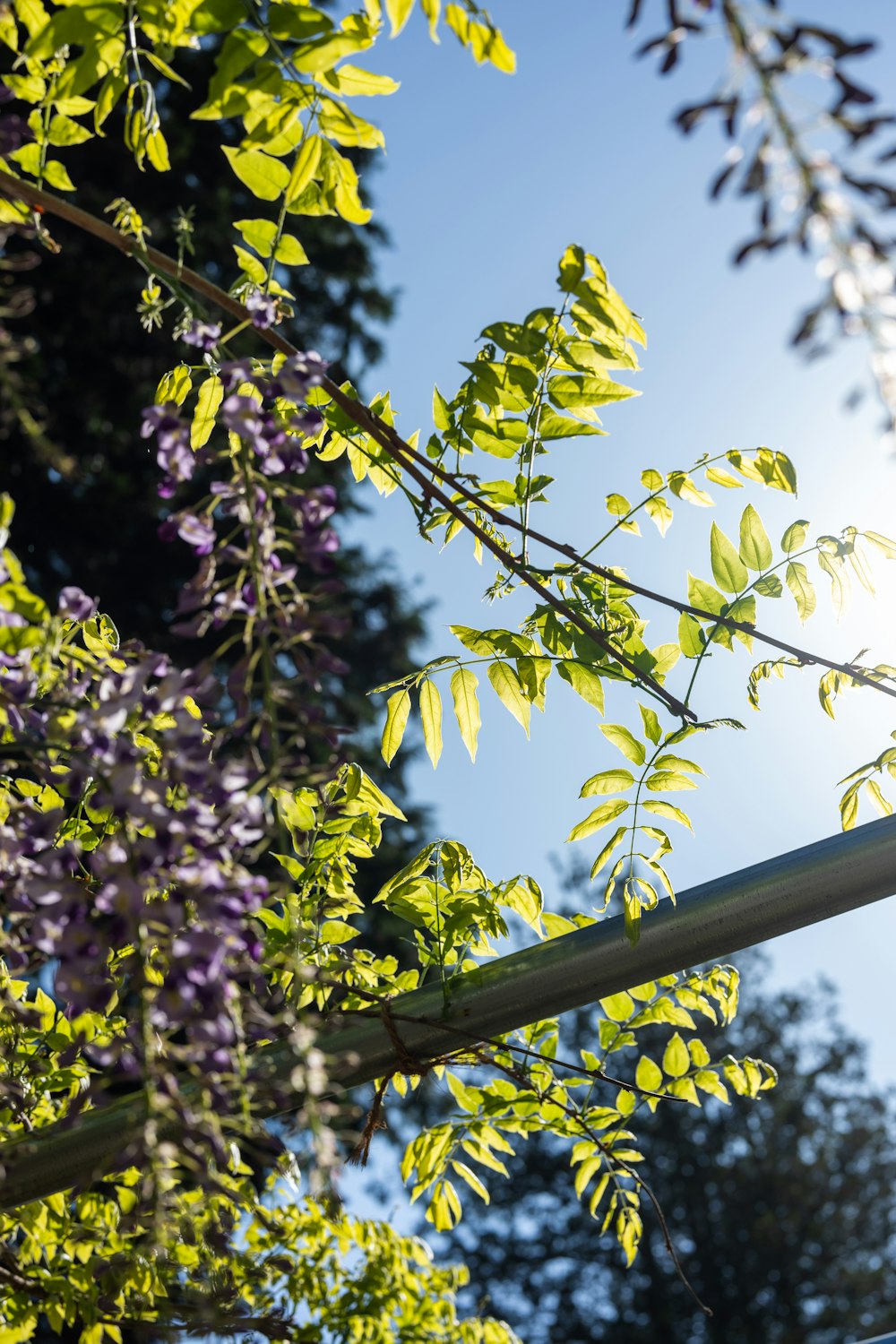 a branch of a tree with green leaves and purple flowers