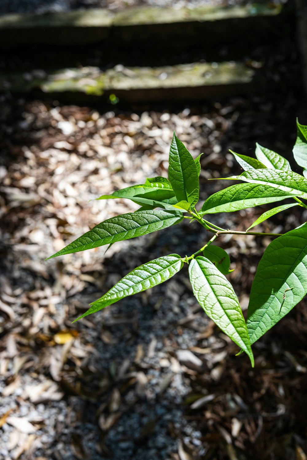 a green leafy plant in the middle of a forest