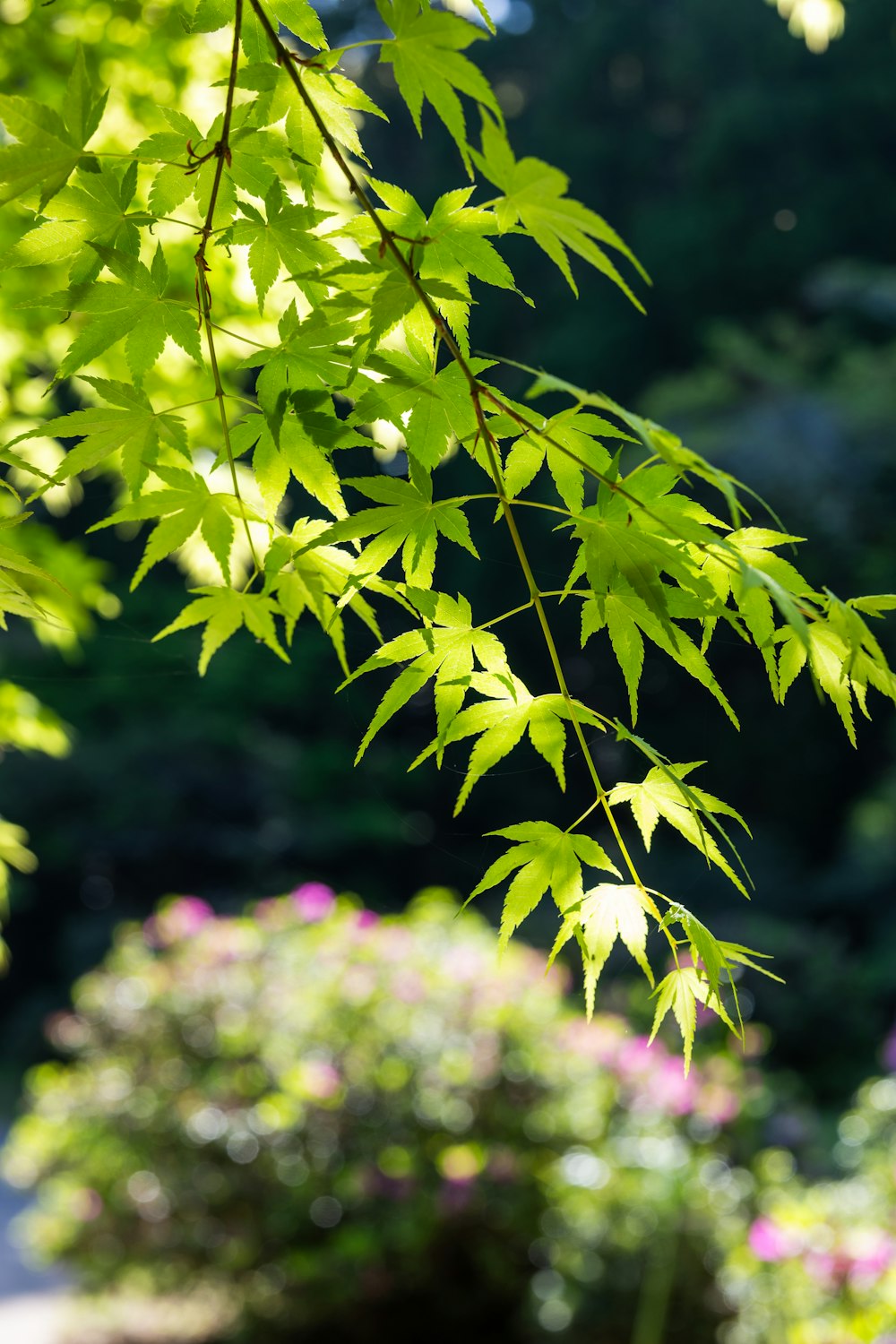 a close up of a green leafy tree