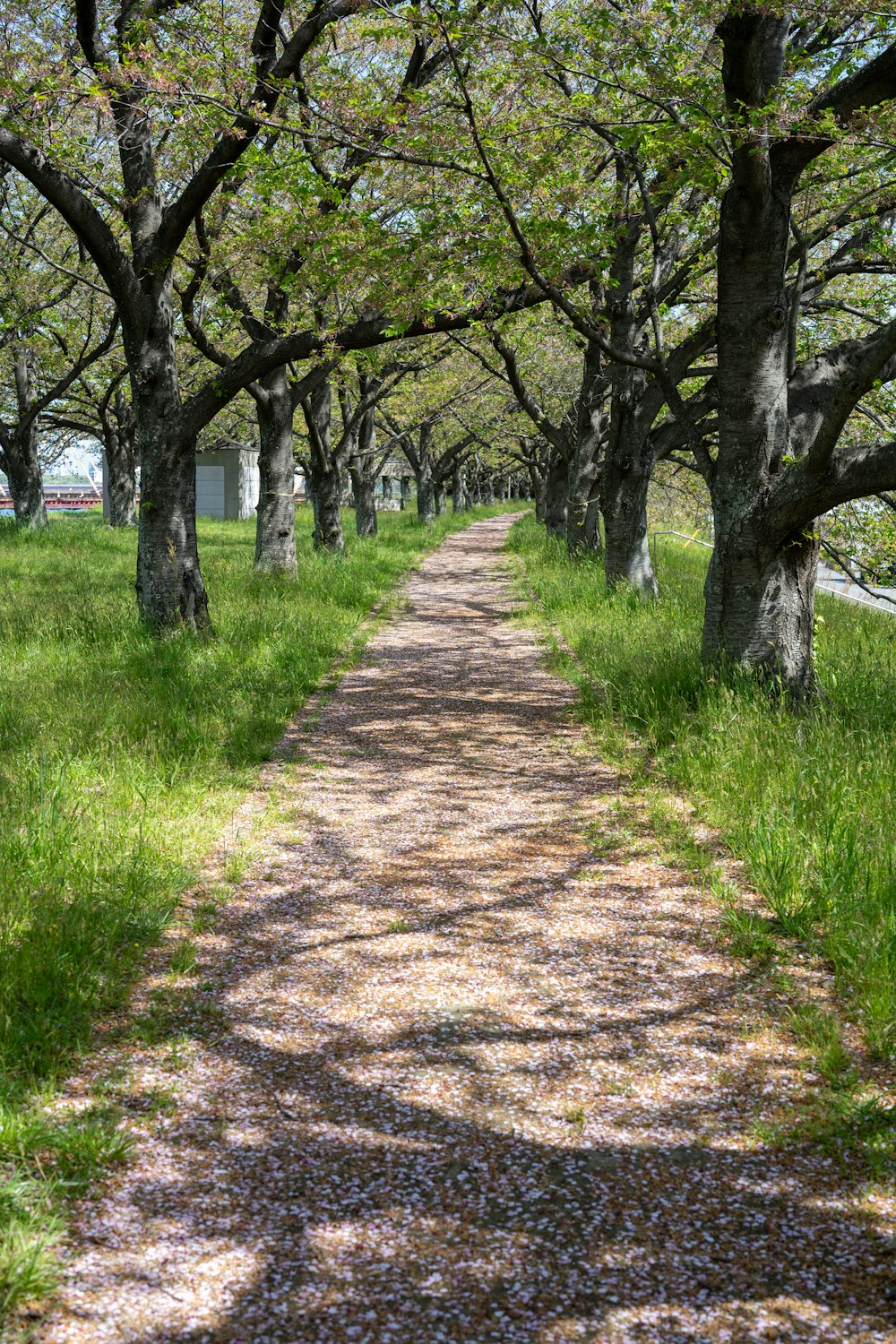 a dirt road surrounded by trees and grass