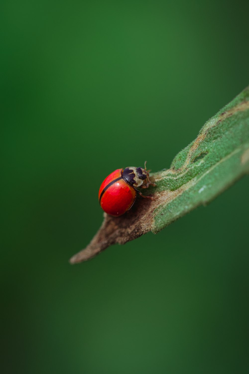 a red ladybug sitting on a green leaf