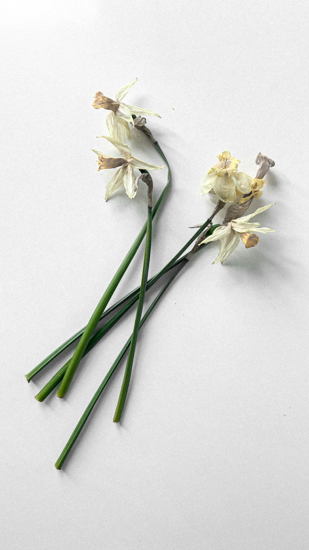 a couple of white flowers sitting on top of a table