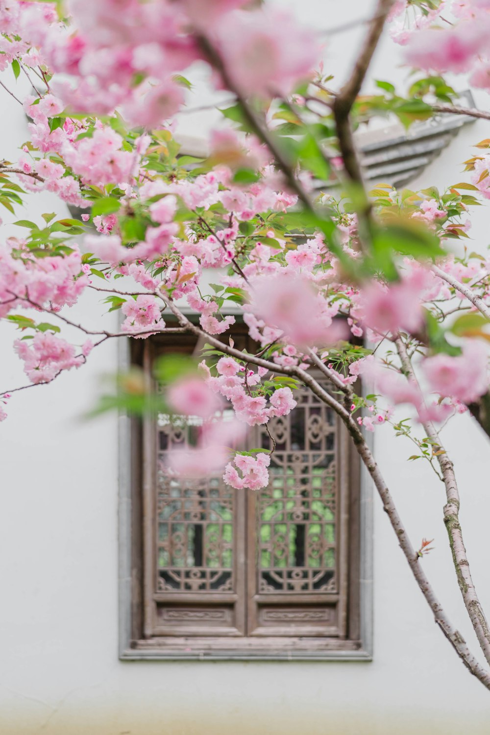 a tree with pink flowers in front of a window