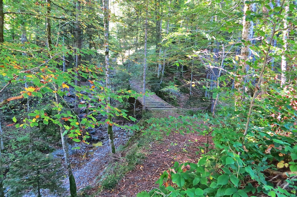 a wooden bridge in the middle of a forest