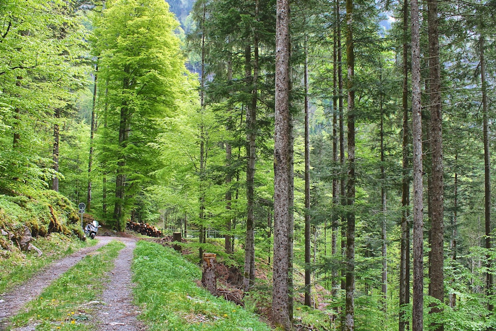 a dirt road in the middle of a forest