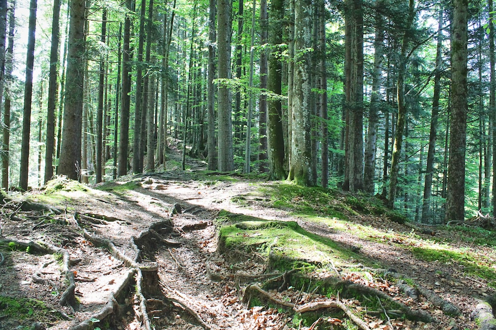 a dirt path in the middle of a forest