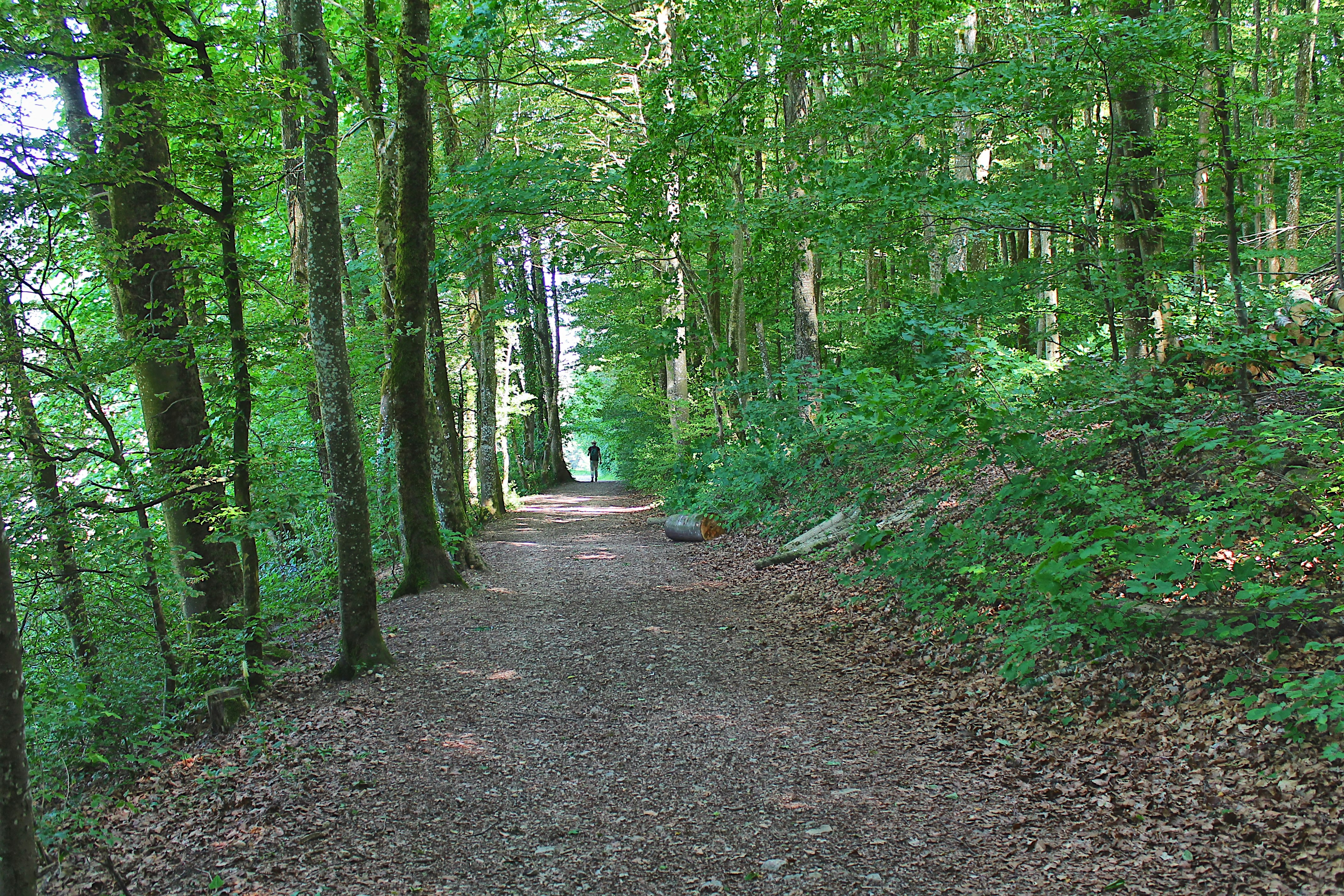 a dirt path in the middle of a forest