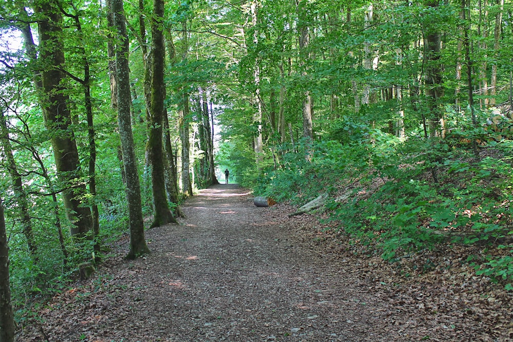 a dirt path in the middle of a forest