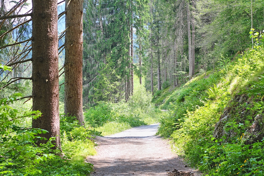 a dirt road in the middle of a forest