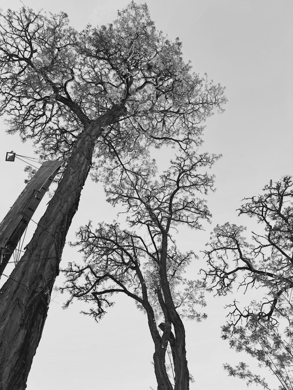 black and white photograph of two tall trees
