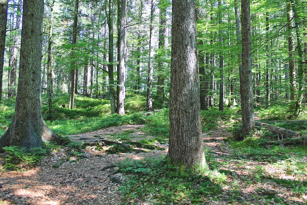 Ein Wald mit vielen hohen Bäumen