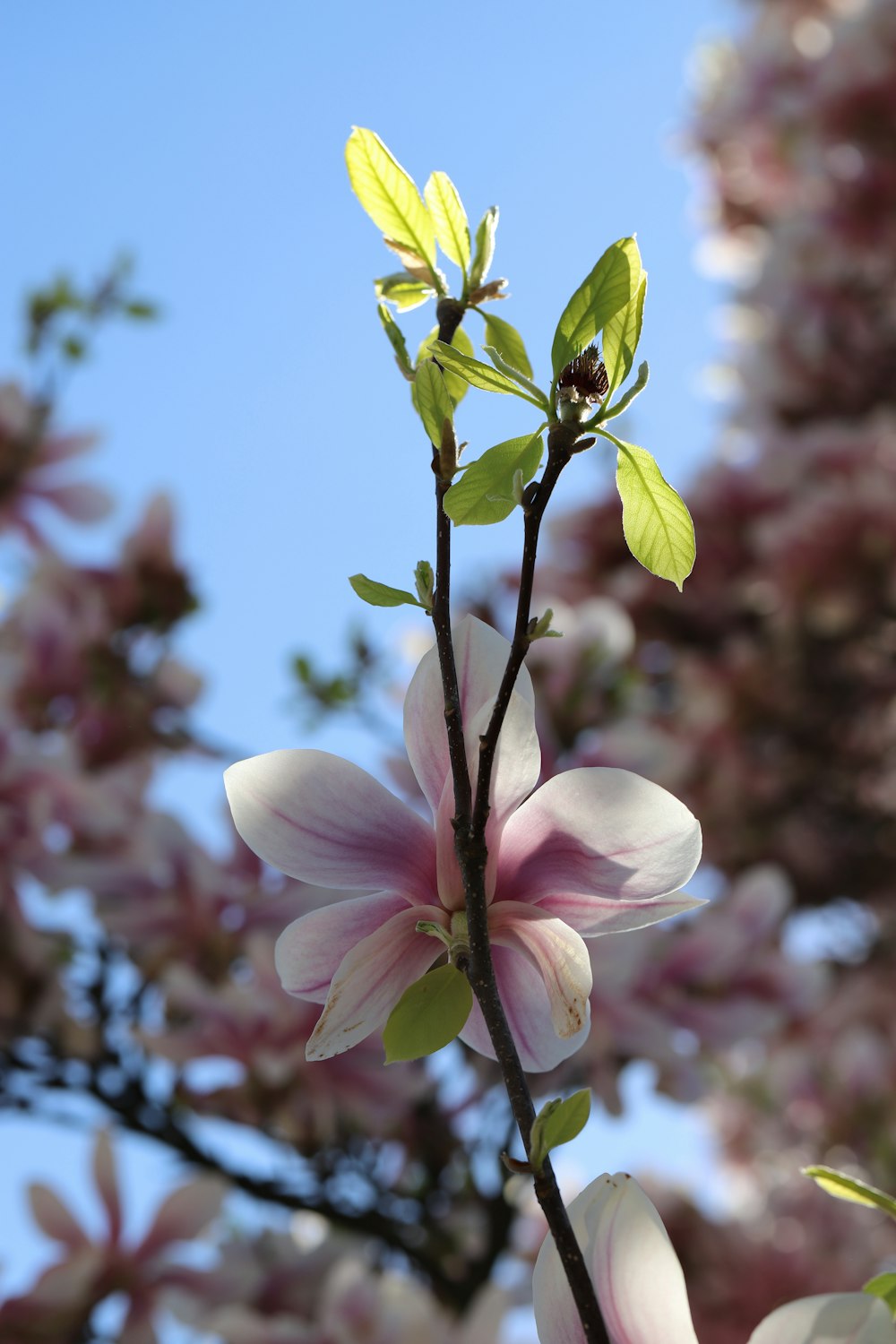 un fiore rosa sta sbocciando su un ramo d'albero