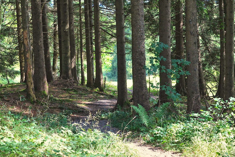 a path in the middle of a forest with lots of trees