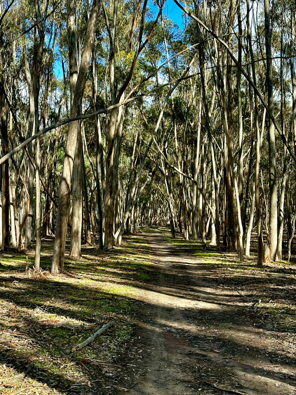 a dirt road surrounded by lots of trees