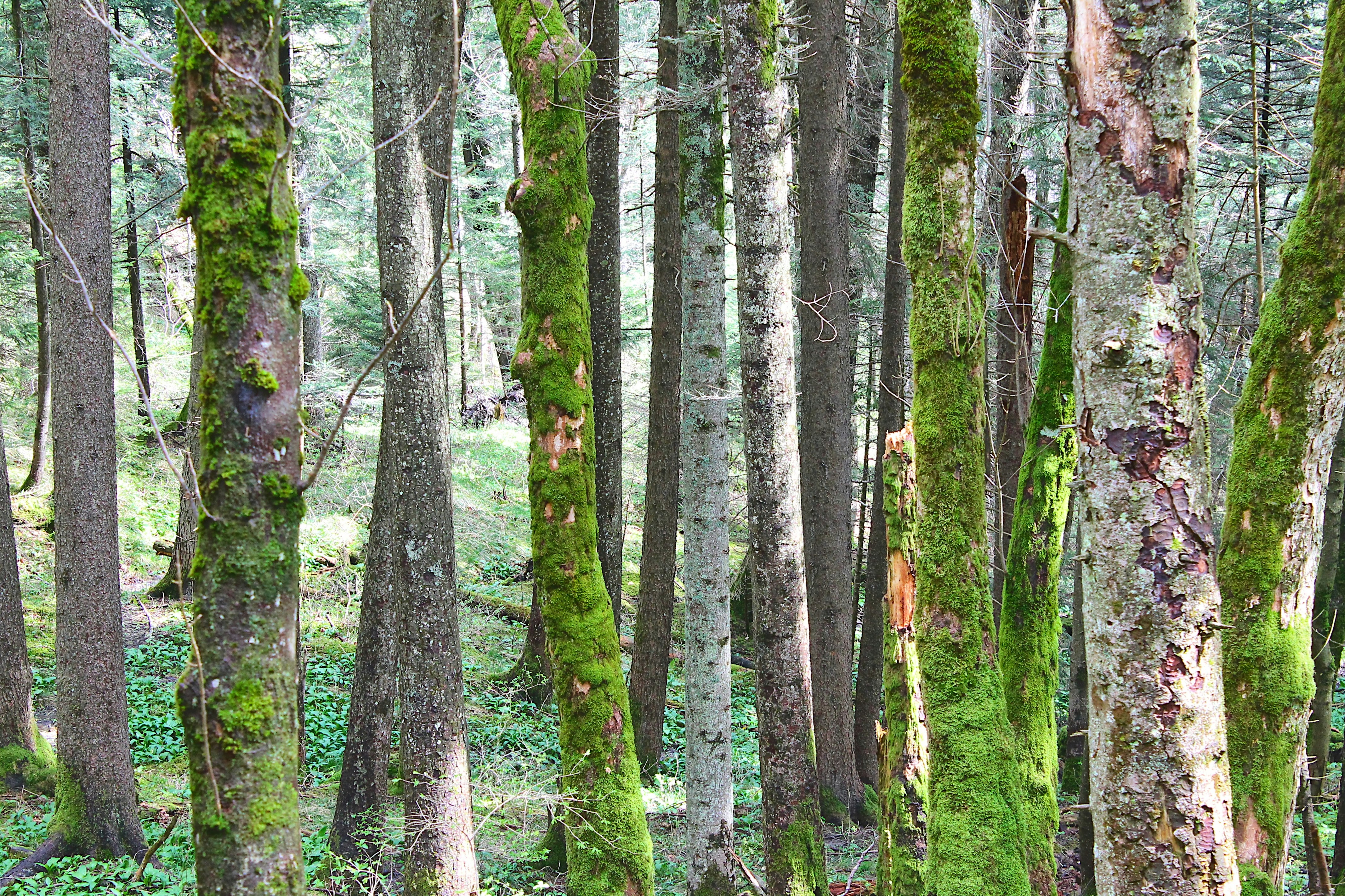 Photo by appenzellmoto