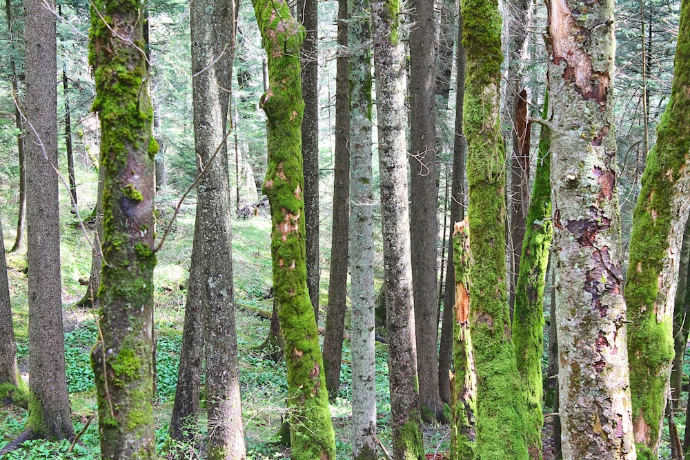 a forest filled with lots of trees covered in green moss