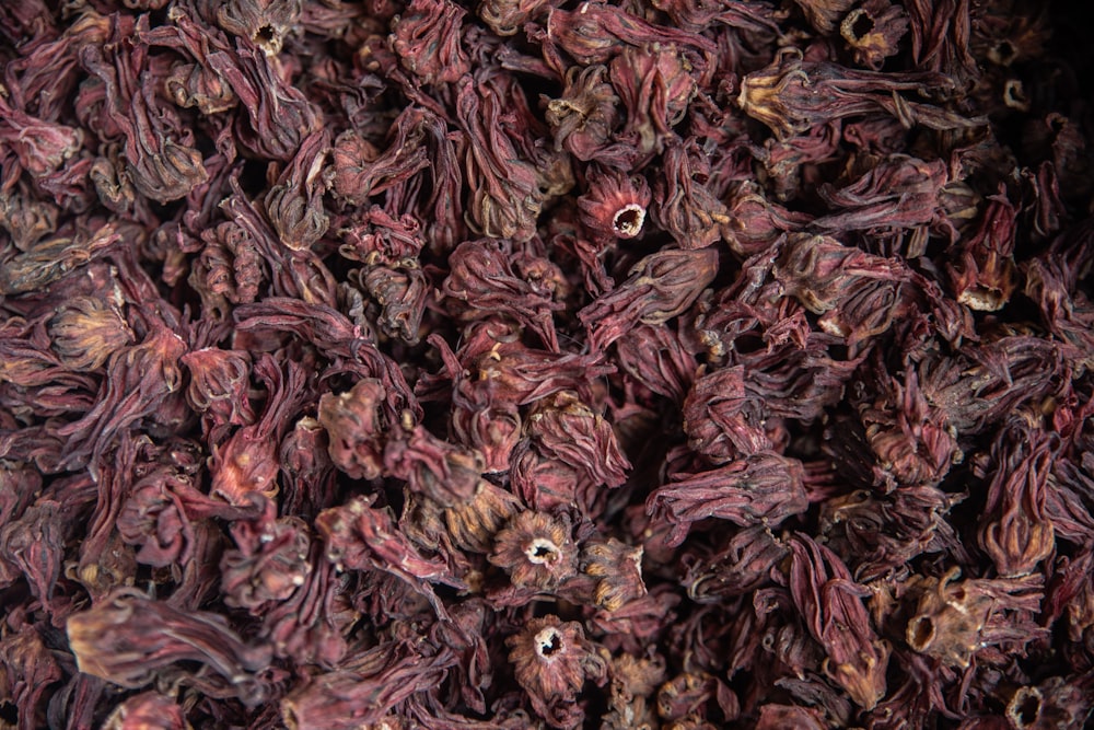 a close up of a bunch of dried flowers