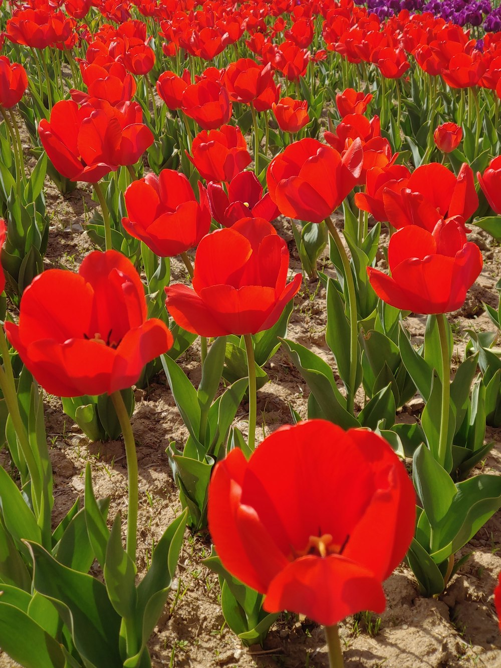 a field full of red flowers with purple flowers in the background