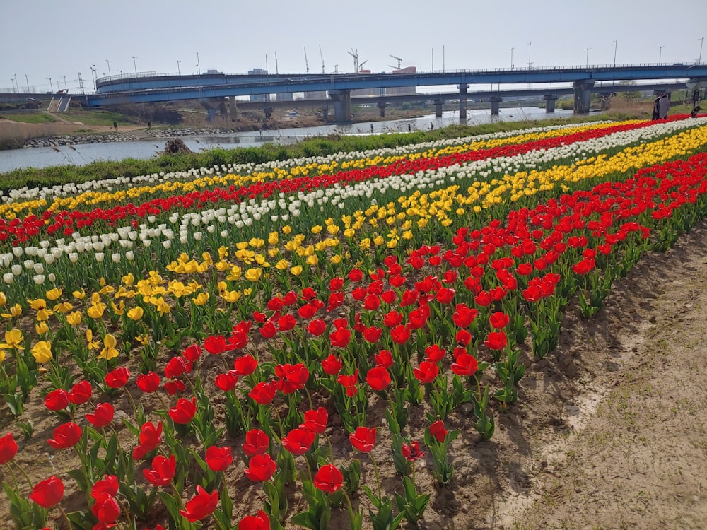 a field of flowers with a bridge in the background