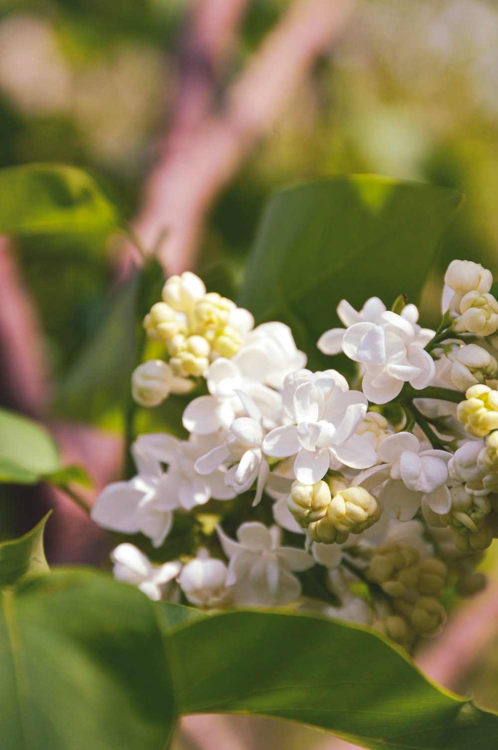 a close up of a bunch of white flowers