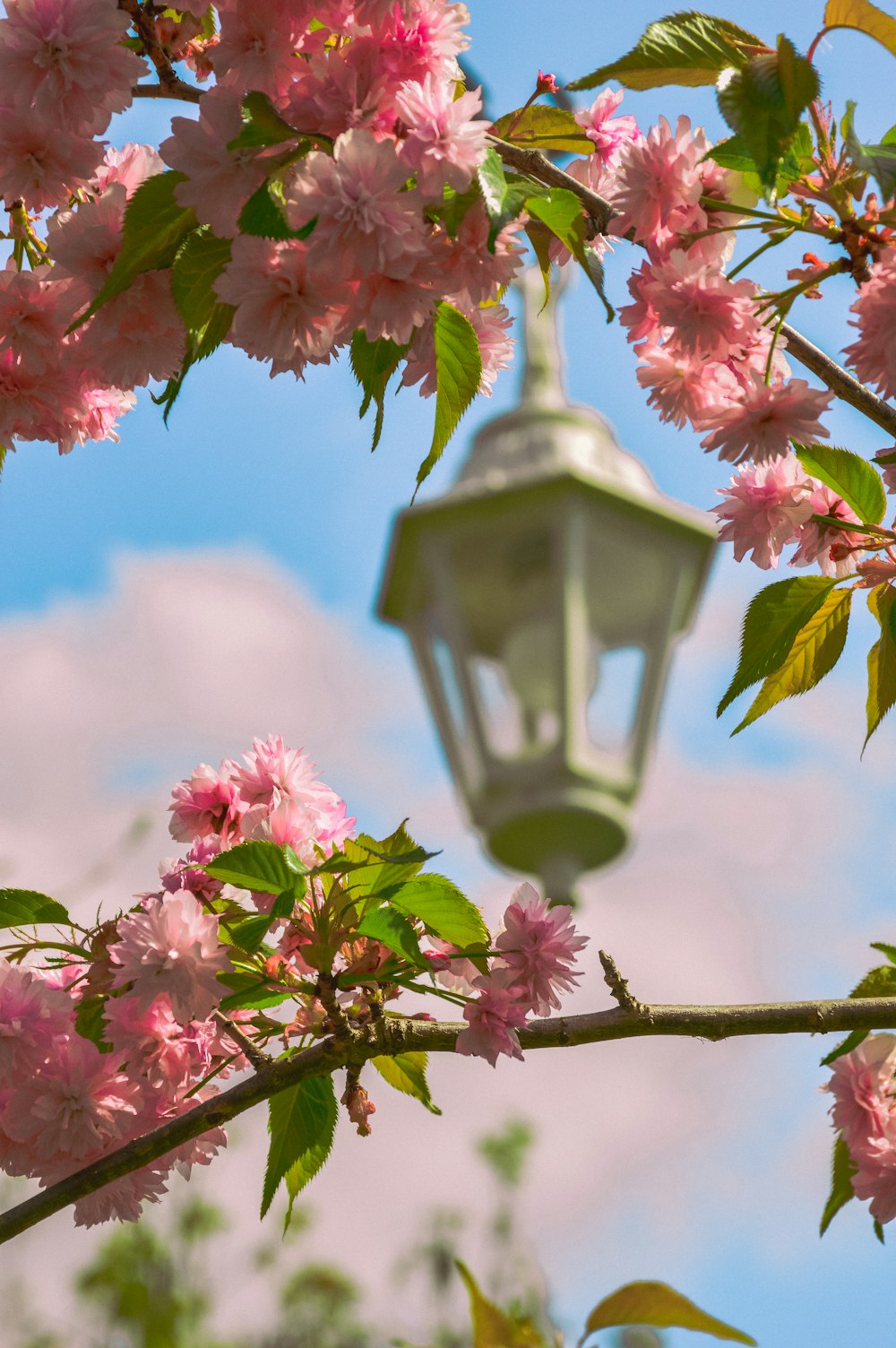 a street light hanging from a tree filled with pink flowers