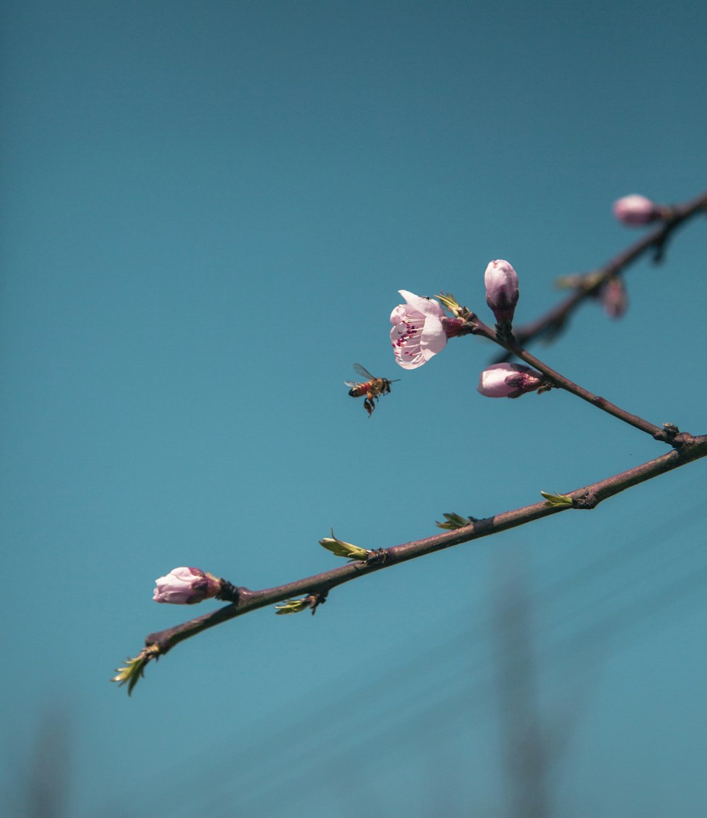 a branch with a flower and a bee on it