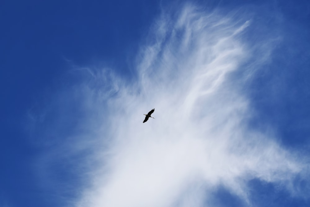 a bird flying high up in the sky