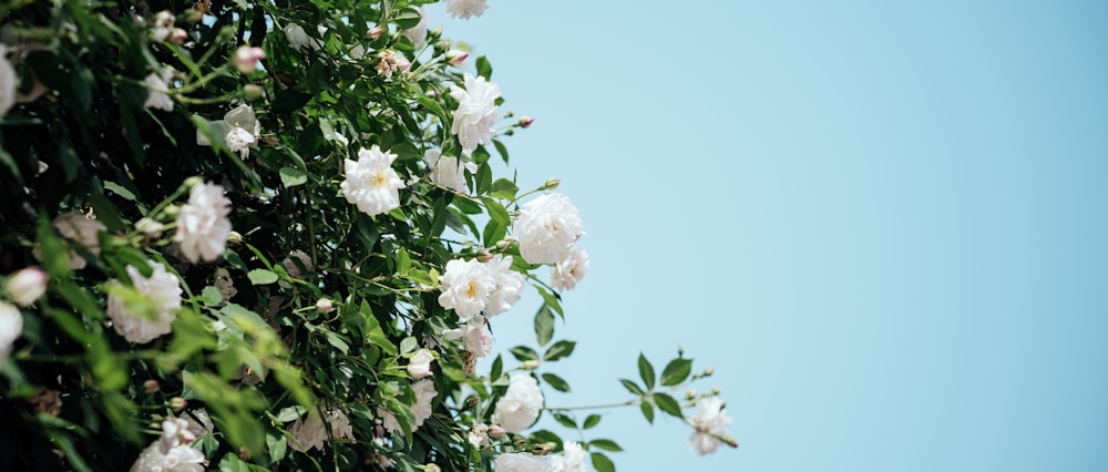 white flowers growing on the side of a building