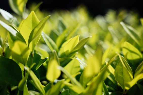 a close up of a bush with green tea leaves