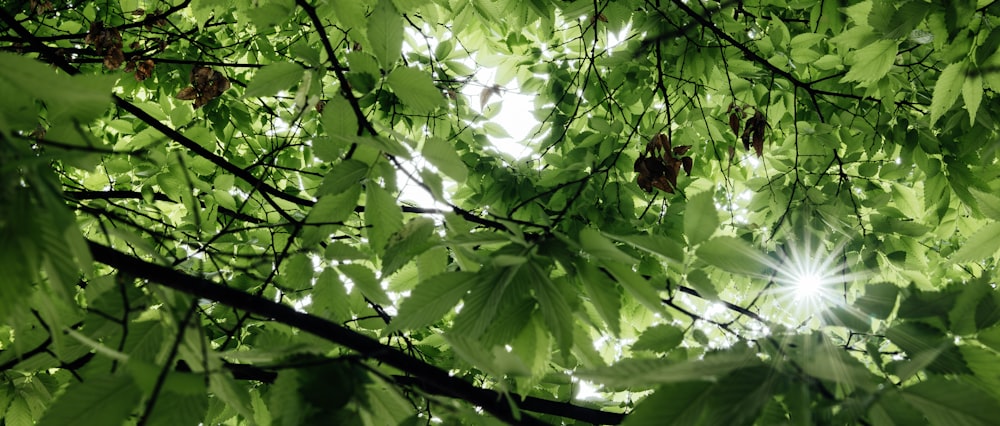 the sun shines through the leaves of a tree