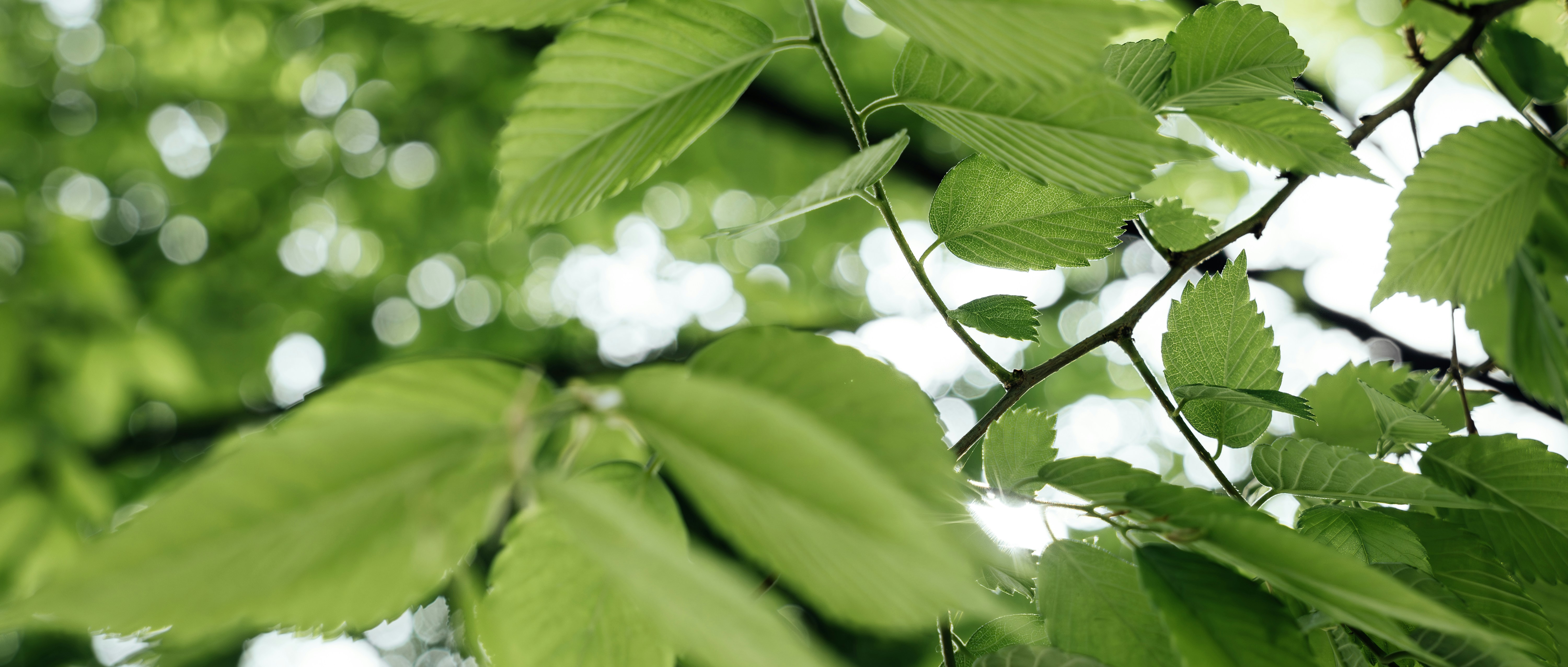 Photo by summerobelisk