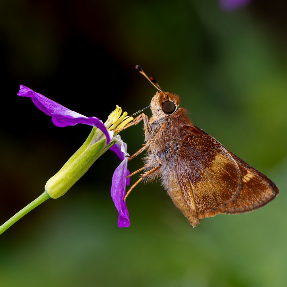 a close up of a butterfly on a flower