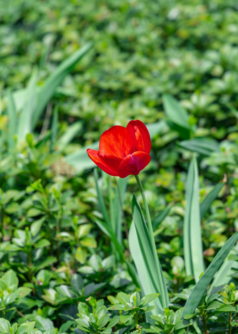 a single red tulip in a field of green grass