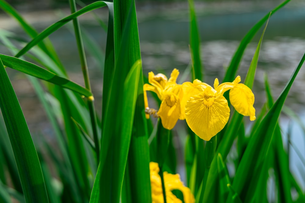 a close up of a bunch of yellow flowers