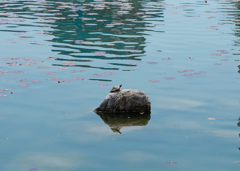 a bird is sitting on a rock in the water