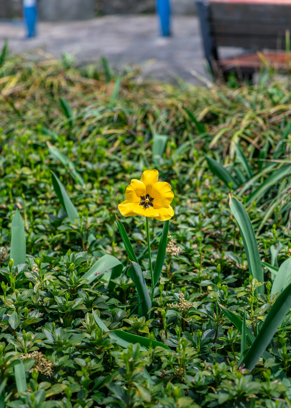 a single yellow flower sitting in the middle of a field