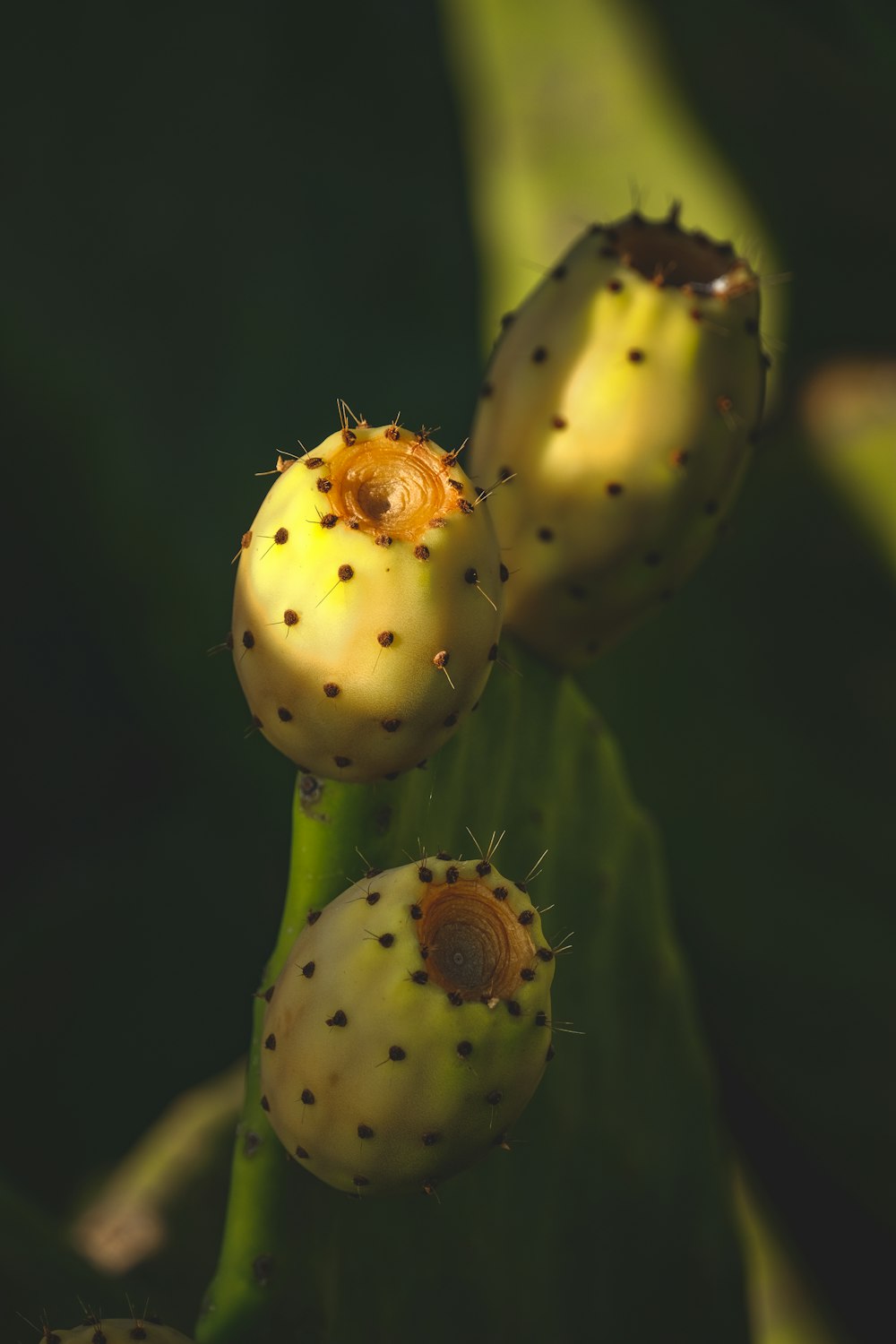 a close up of a plant with three flowers