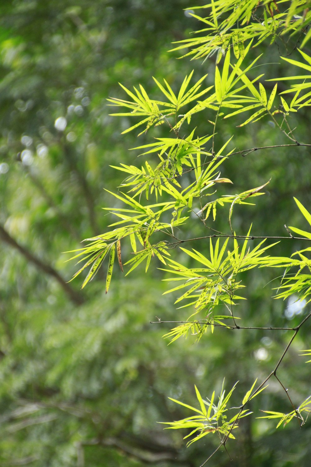 a close up of a tree branch with green leaves