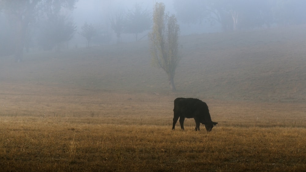 a cow grazes in a field on a foggy day