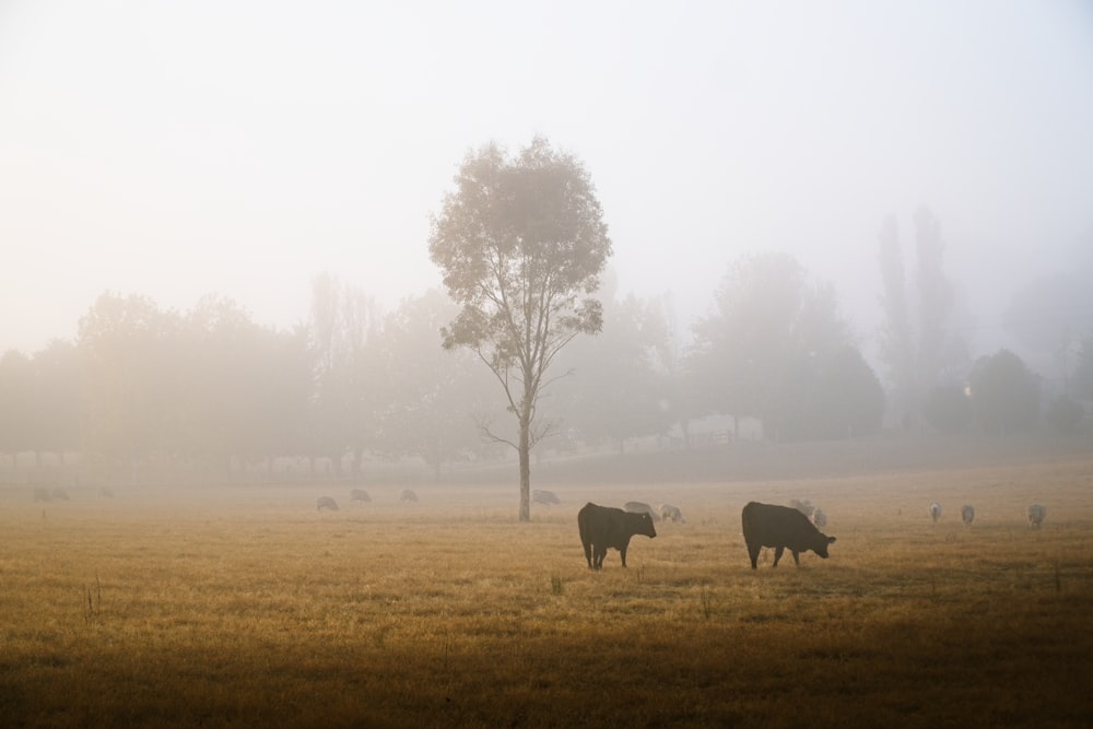 a group of cows grazing in a field on a foggy day