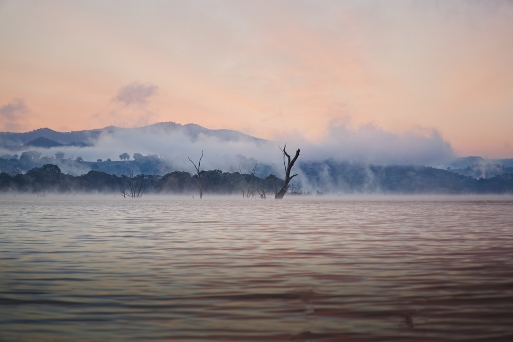 uno specchio d'acqua con un albero al centro