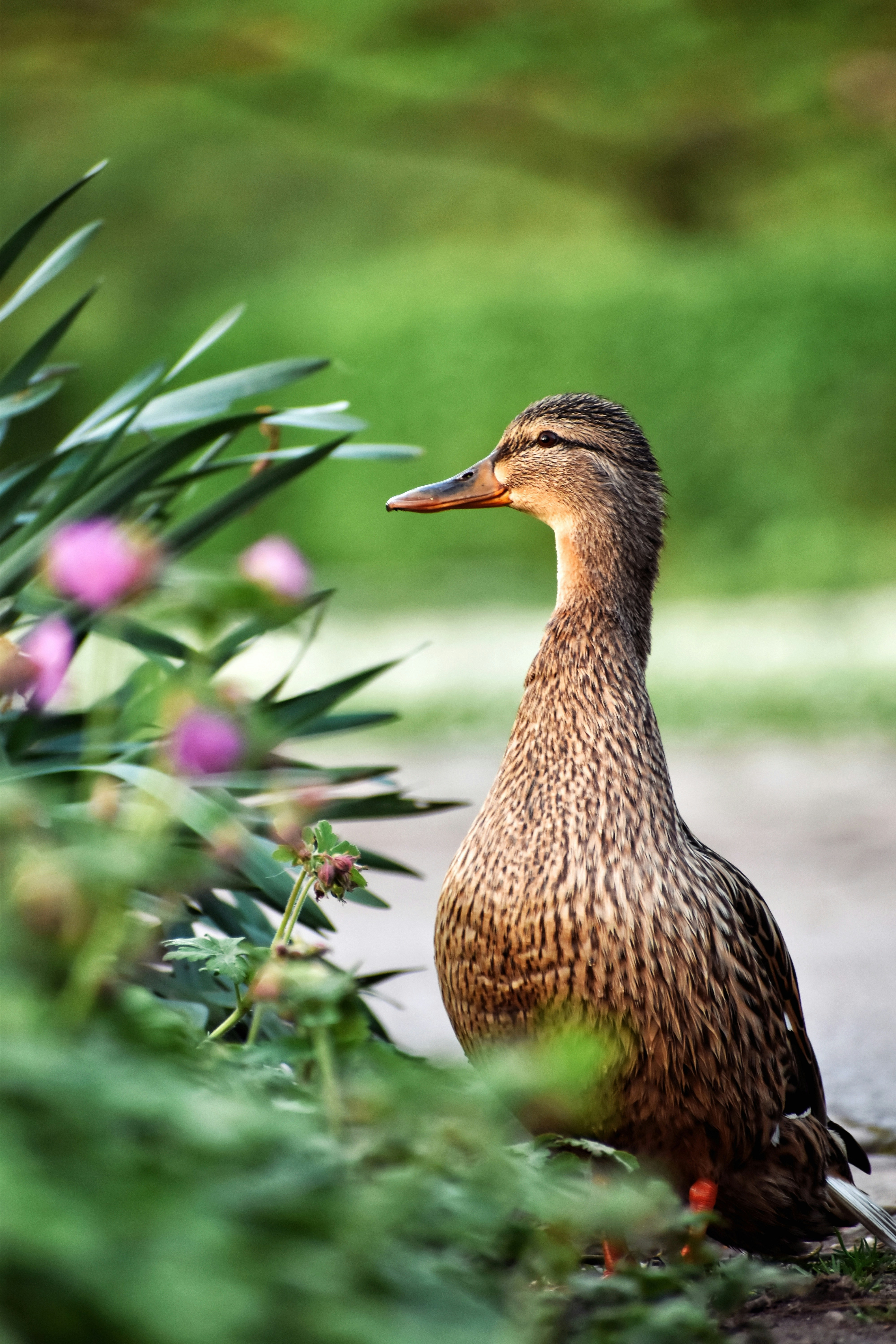 a duck standing next to a bush and flowers