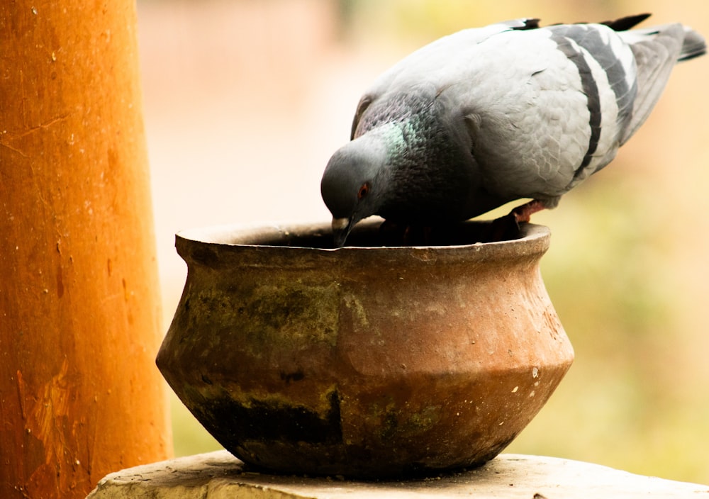 a pigeon is perched on top of a pot