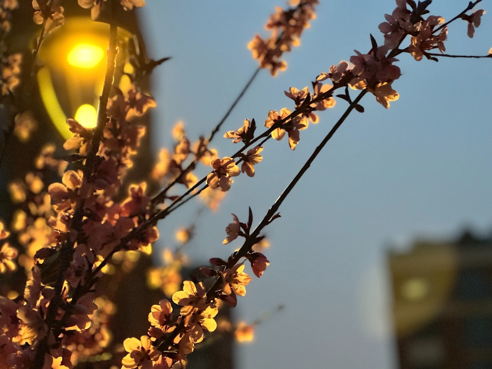 a street light with a bunch of flowers on it