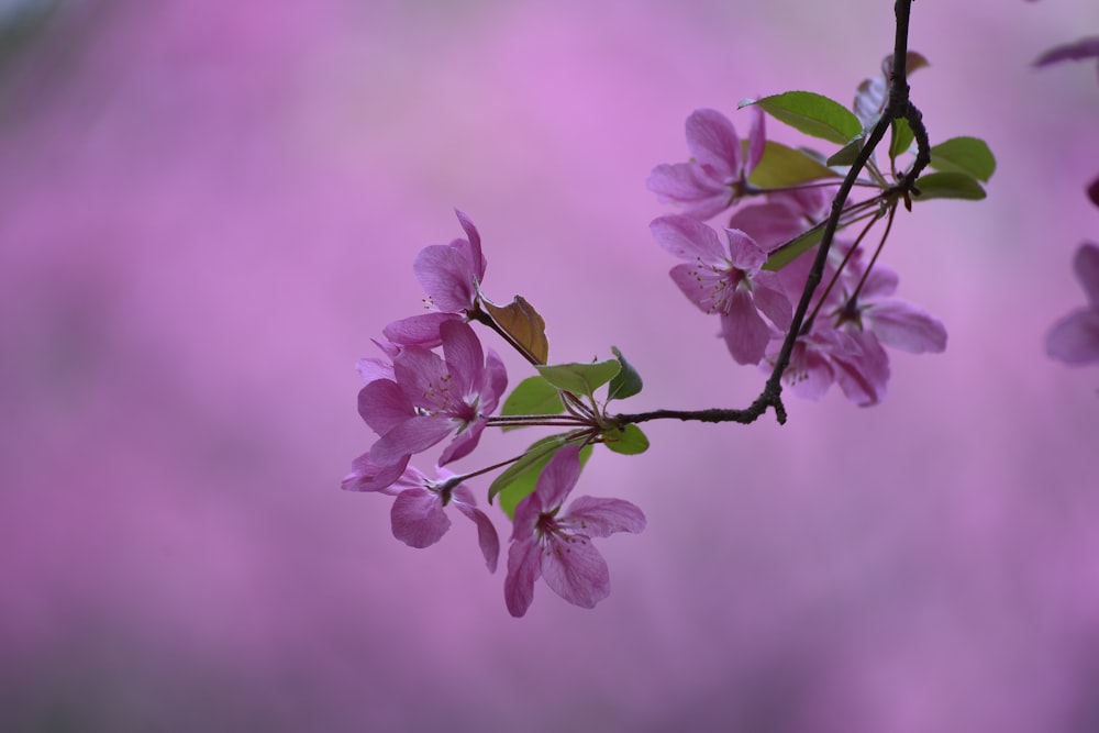 a branch of a tree with pink flowers